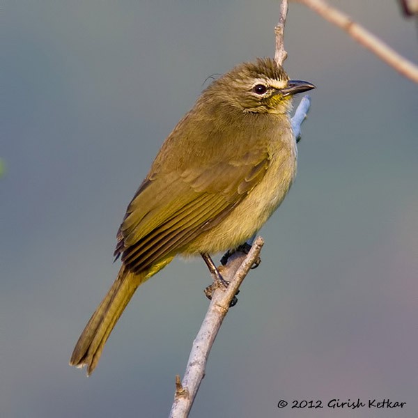 White-browed Bulbul - ML377773471