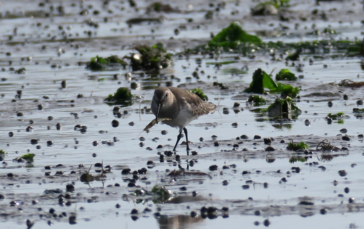 Dunlin - Kayak Birding