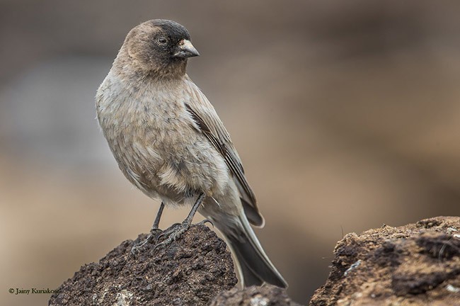 Black-headed Mountain Finch - ML377775141