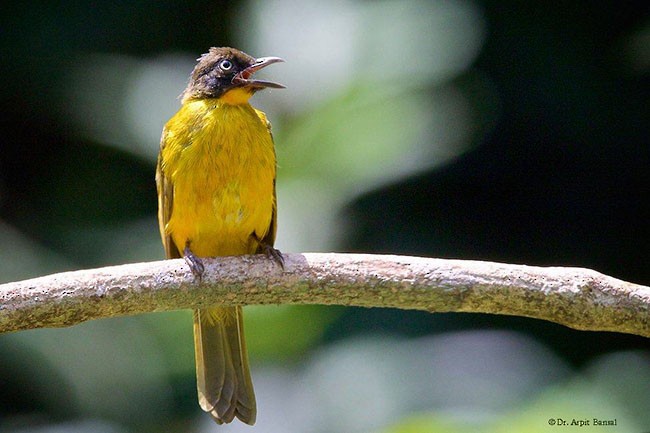 Flame-throated Bulbul - ML377775171