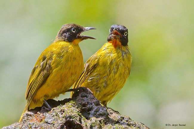 Flame-throated Bulbul - ML377775181