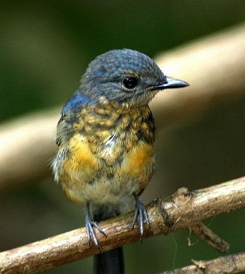 Tickell's Blue Flycatcher - ML377775441