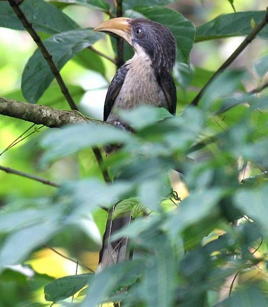 Sri Lanka Gray Hornbill - ML377775501