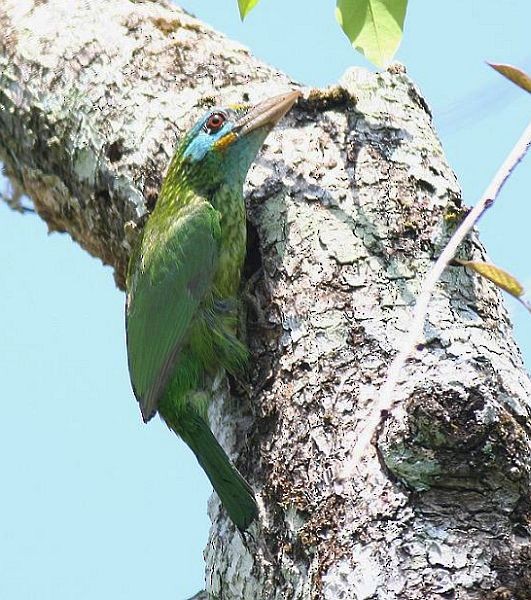 Yellow-fronted Barbet - ML377775551