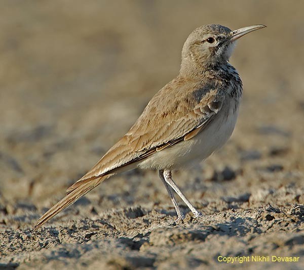 Greater Hoopoe-Lark (Mainland) - ML377775631