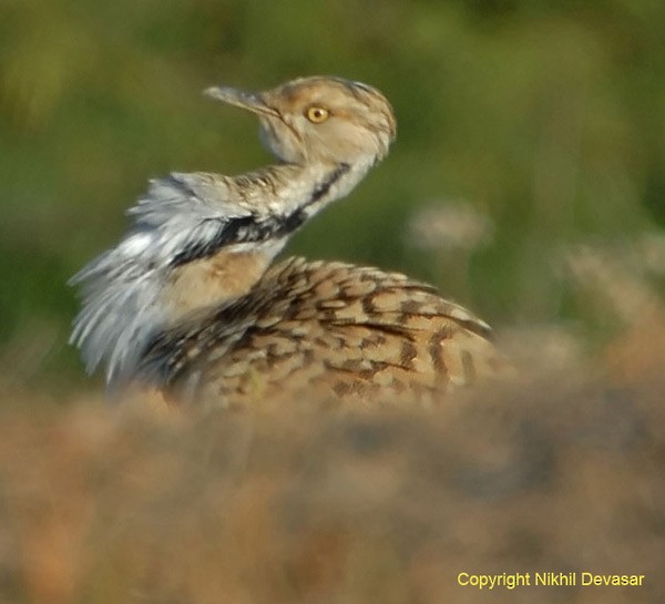 Macqueen's Bustard - Nikhil Devasar