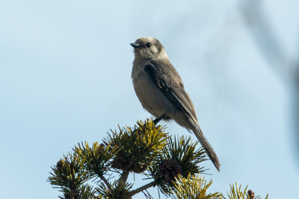 Mésangeai du Canada - ML377776031