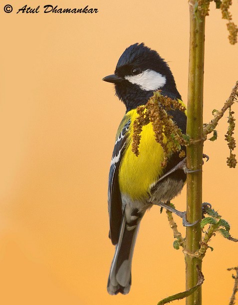 Green-backed Tit - ML377776231