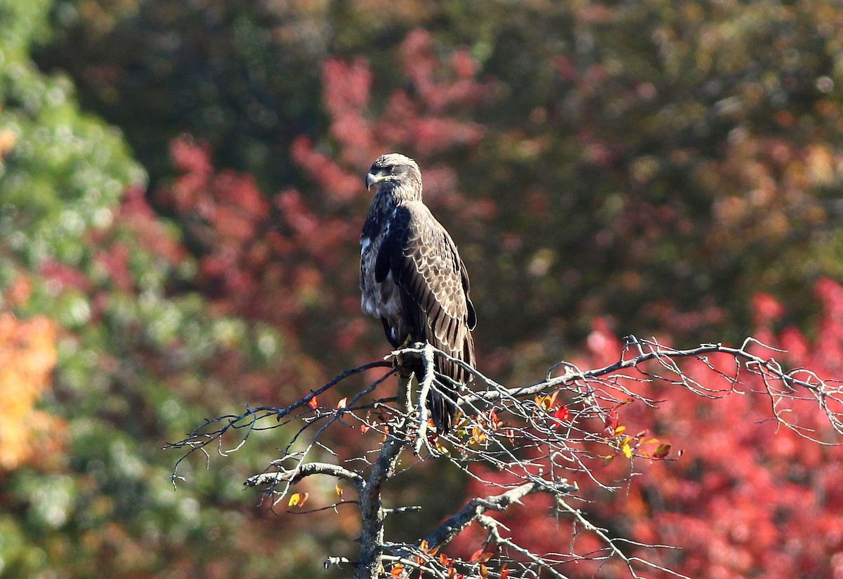 Bald Eagle - Rocky Rhoads