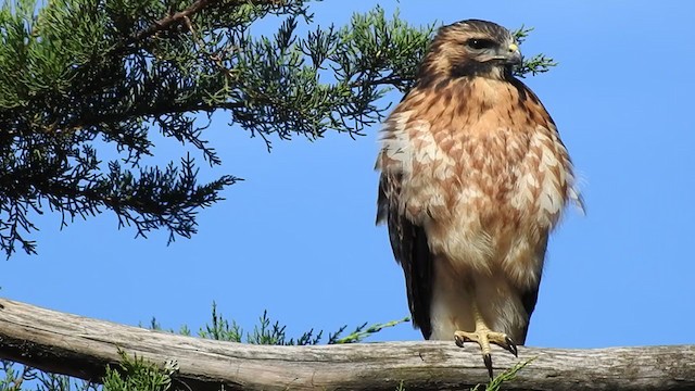 Variable Hawk - ML377776311
