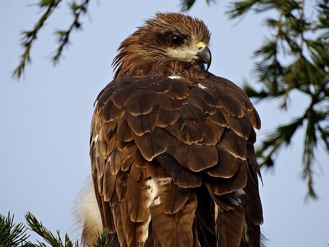 Black Kite (Black) - Anonymous