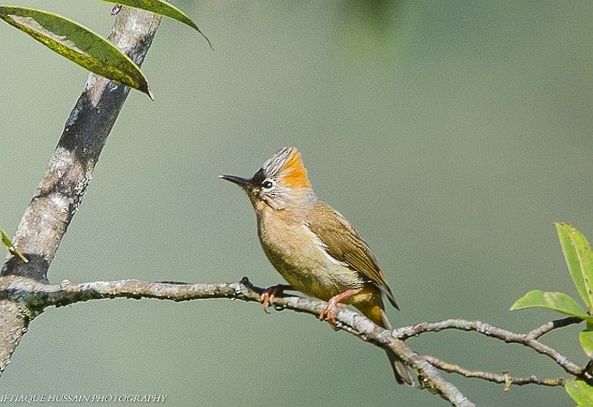 Rufous-vented Yuhina - ML377776641