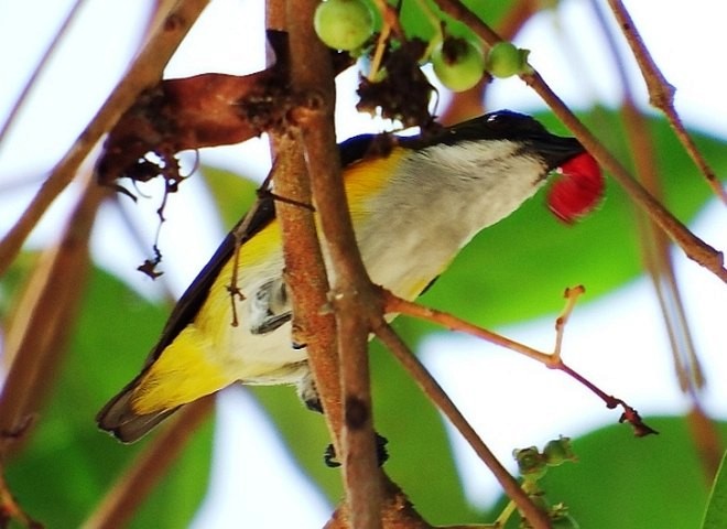 Yellow-sided Flowerpecker - ML377777621