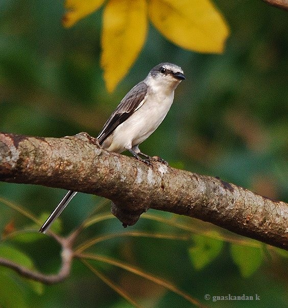 Minivet cendré - ML377778341