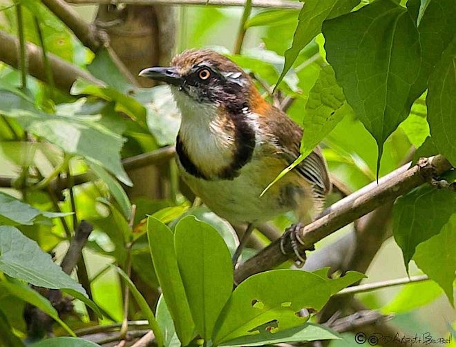 Lesser Necklaced Laughingthrush - ML377778571