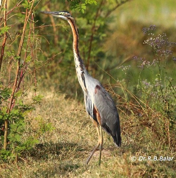 Purple Heron (Purple) - ML377779211