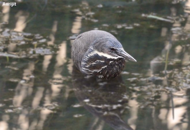 タカサゴクロサギ - ML377779291