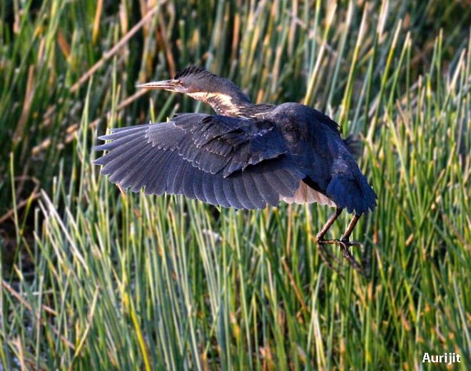 Black Bittern - Aurijit Kar Bhowmik