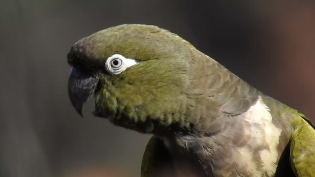 Burrowing Parakeet (Chilean) - ML377781611