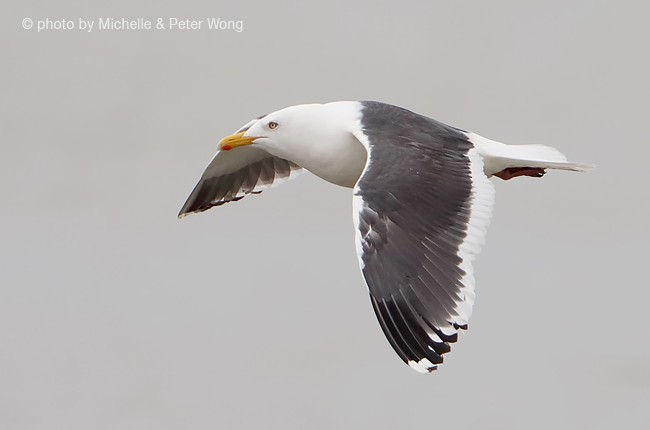 Slaty-backed Gull - ML377781691