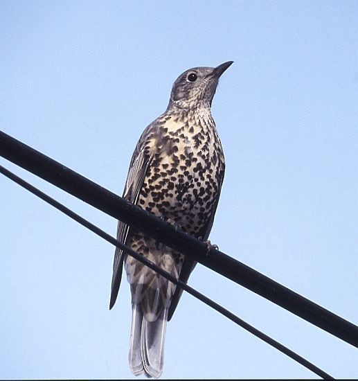 Mistle Thrush - ML377783381