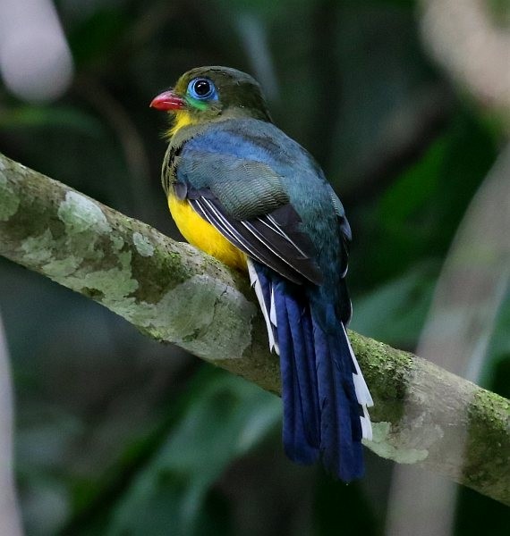 Sumatran Trogon - ML377783431