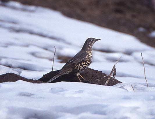 Mistle Thrush - ML377783451