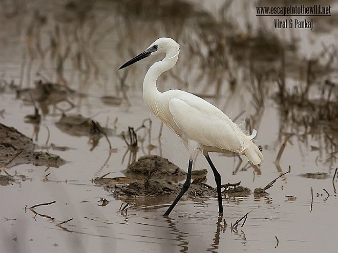 Little Egret (Western) - ML377783741