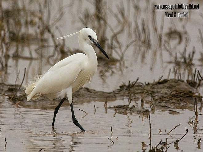 Little Egret (Western) - ML377783771