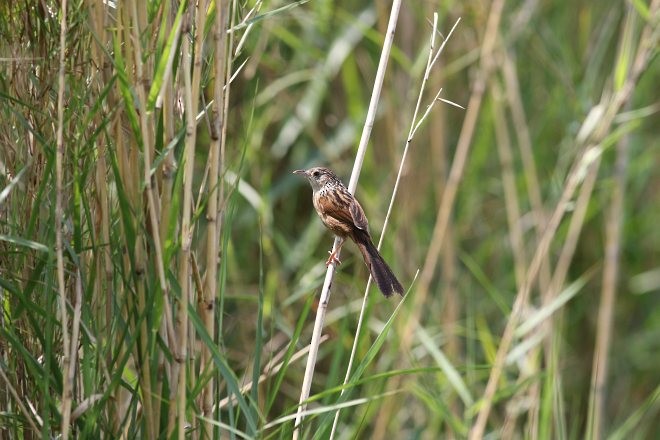 Chinese Grassbird - Lay Win