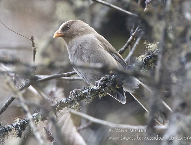 Great Parrotbill - Yann Muzika