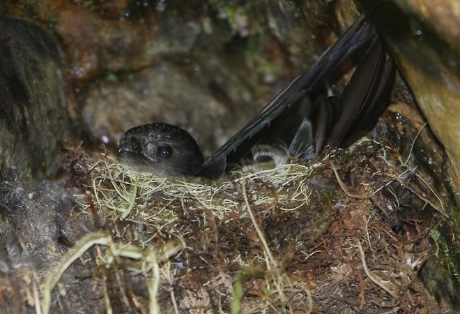 Bornean Swiftlet - ML377785071