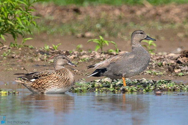 Gadwall - ML377785691