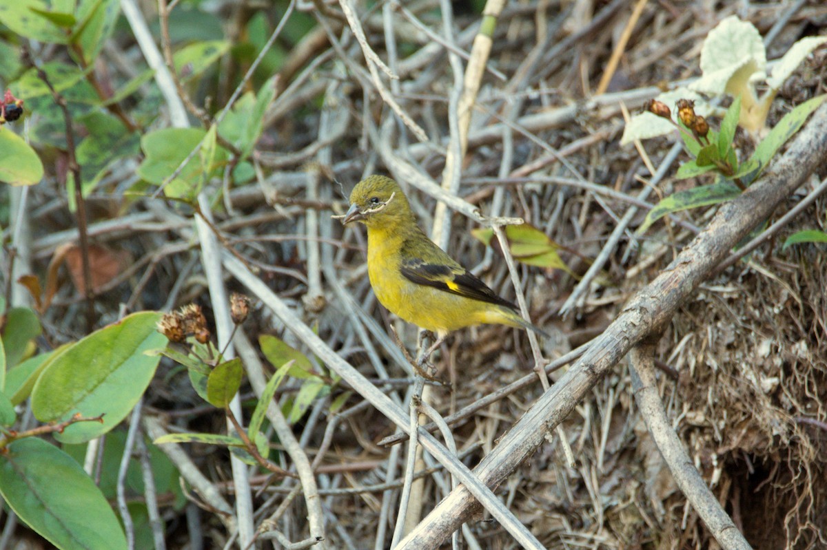 Hooded Siskin - ML377785851