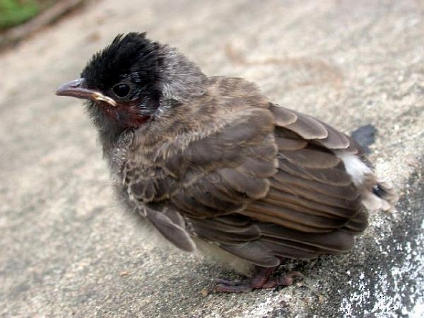 Red-vented Bulbul - ML377786341