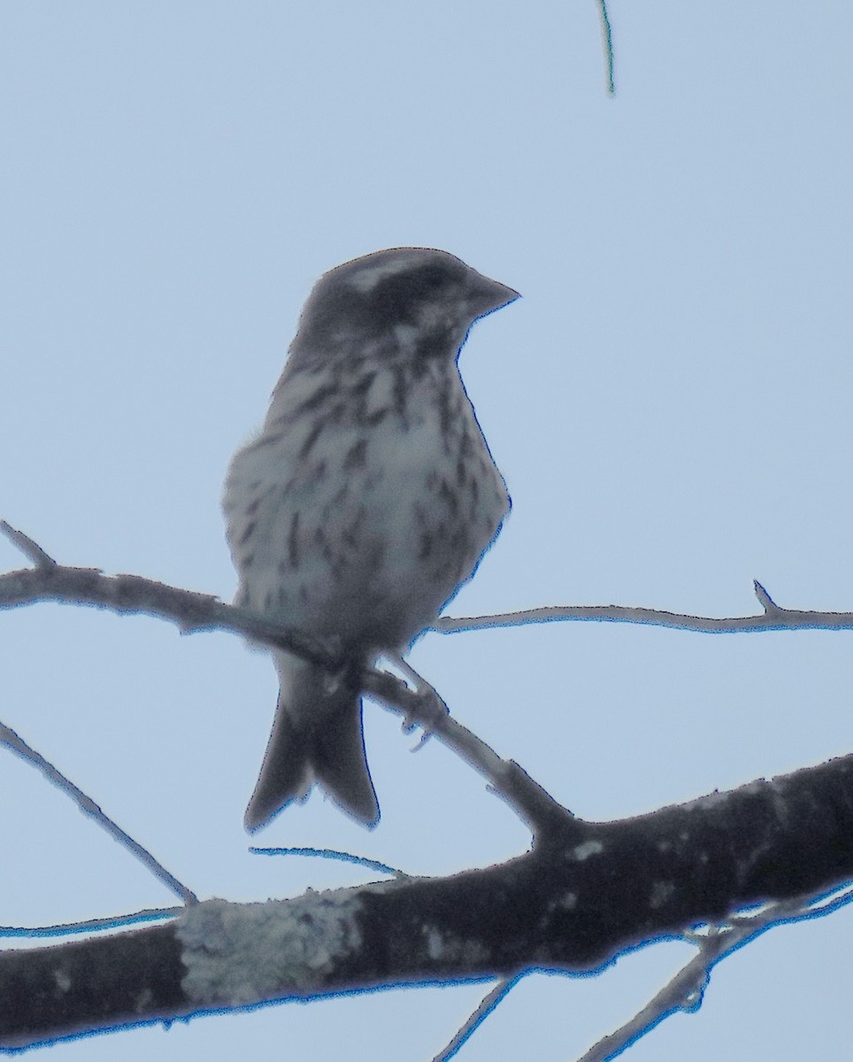 Purple Finch - ML37778651