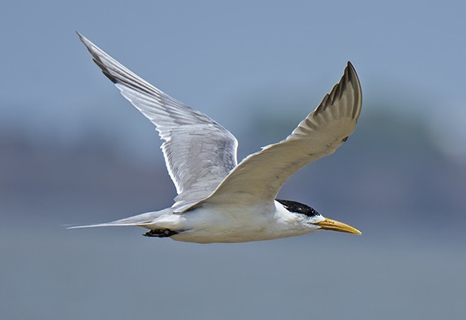 Great Crested Tern - ML377786571