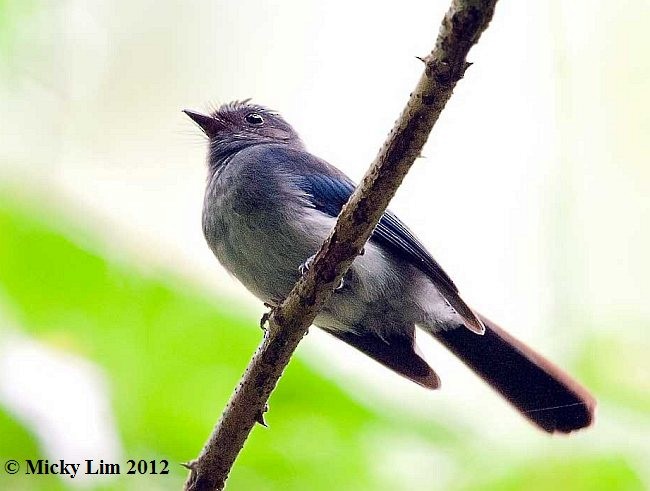 Visayan Blue-Fantail - Micky Lim
