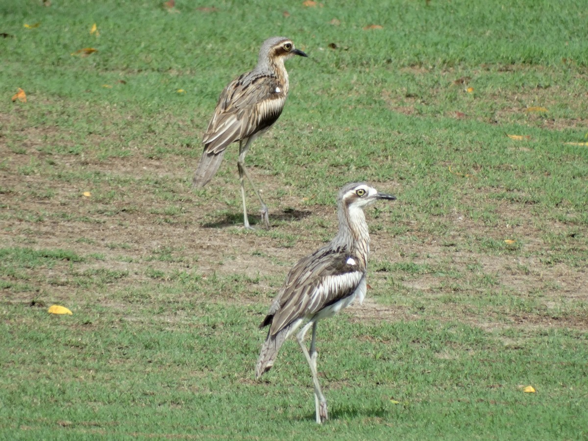 Bush Thick-knee - Andrew E and Rebecca A Steinmann
