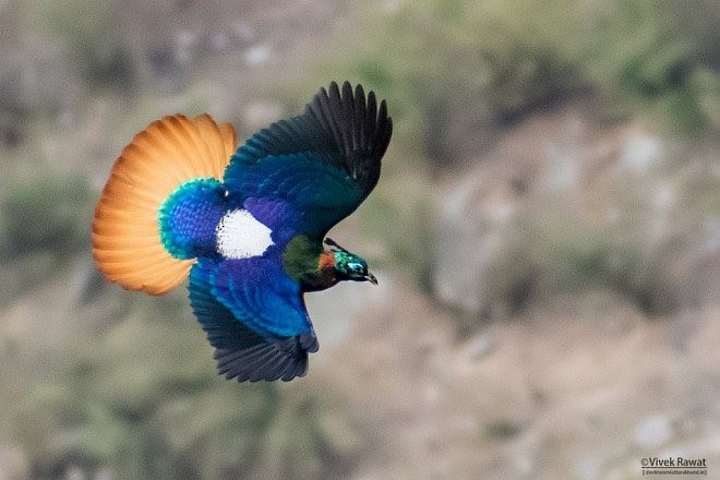 Himalayan Monal - Vivek Rawat