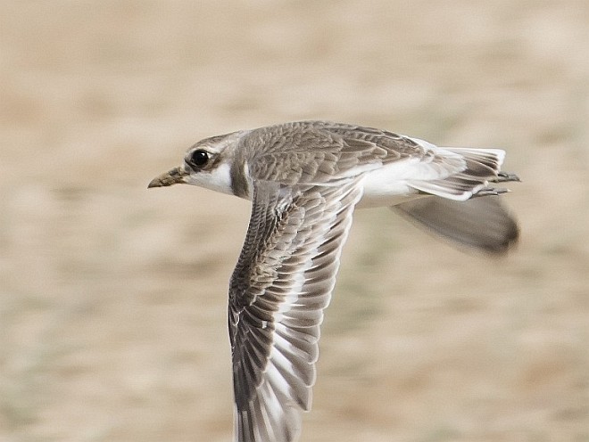 Caspian Plover - ML377788981