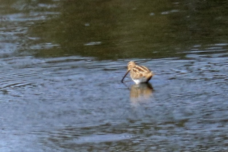 Common Snipe - Francisco Barroqueiro