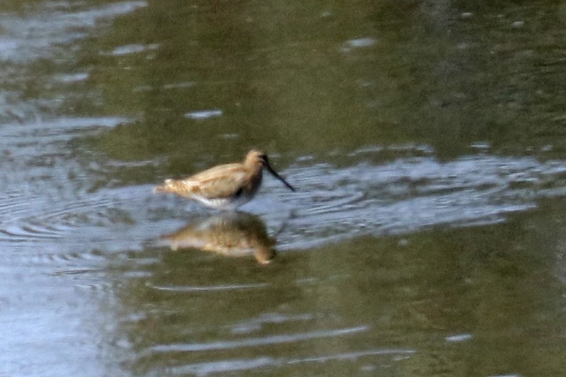 Common Snipe - Francisco Barroqueiro