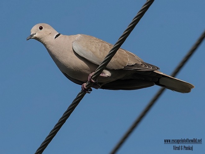 Eurasian Collared-Dove - ML377790151