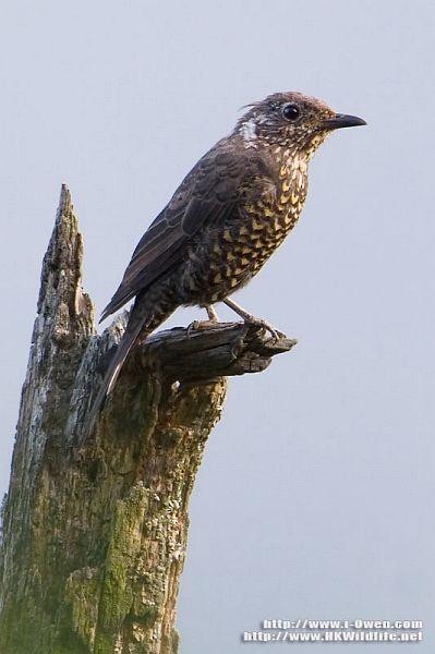 Chestnut-bellied Rock-Thrush - ML377790421