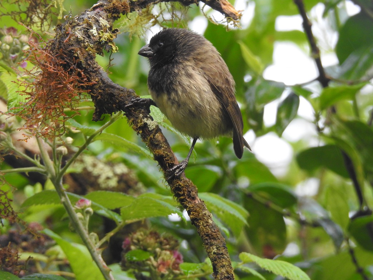ML377792141 - Small Tree-Finch - Macaulay Library