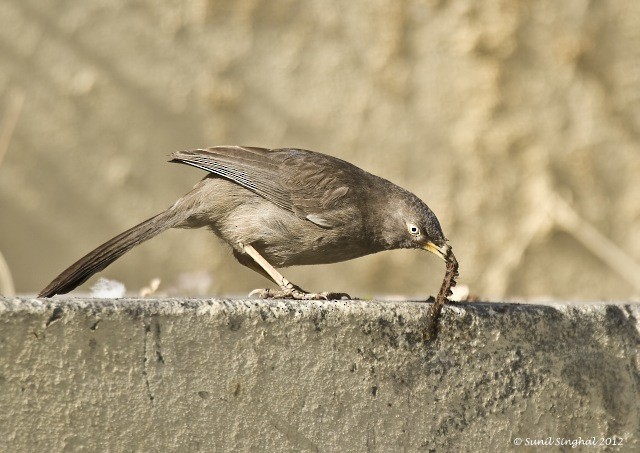 Jungle Babbler - ML377792361