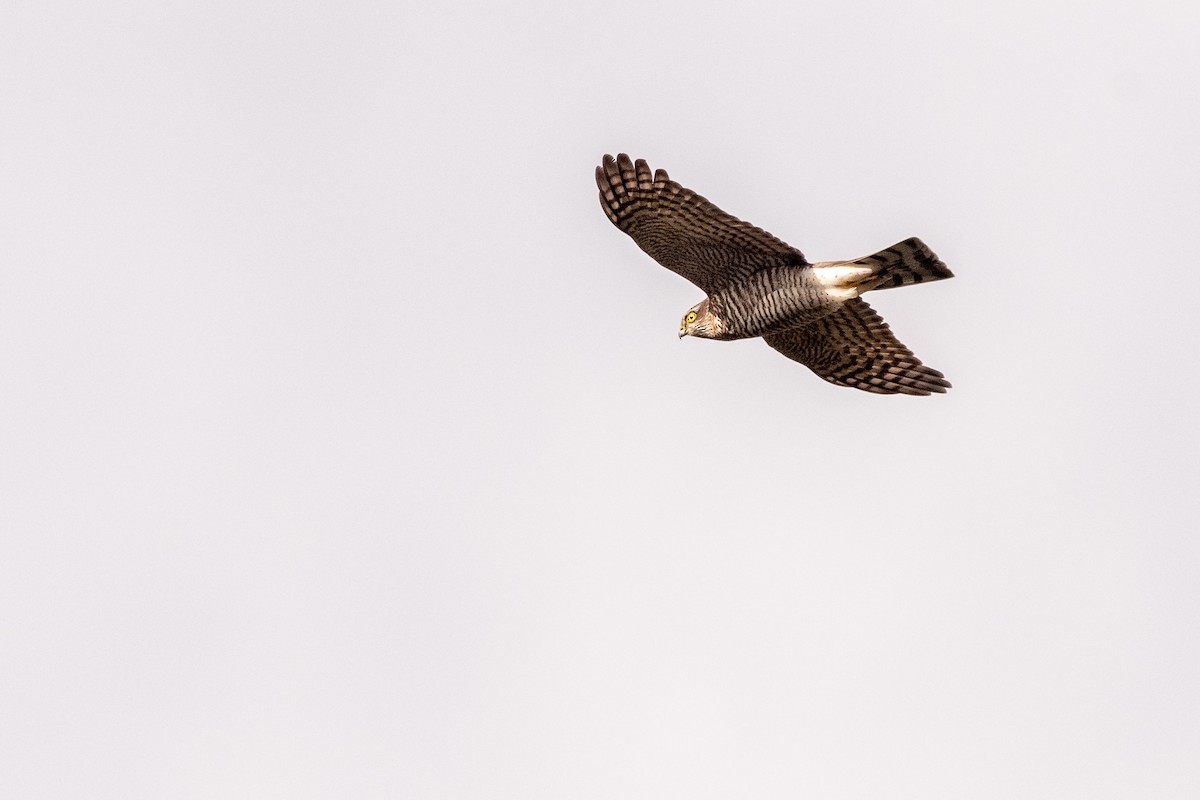 Eurasian Sparrowhawk - ML377792911