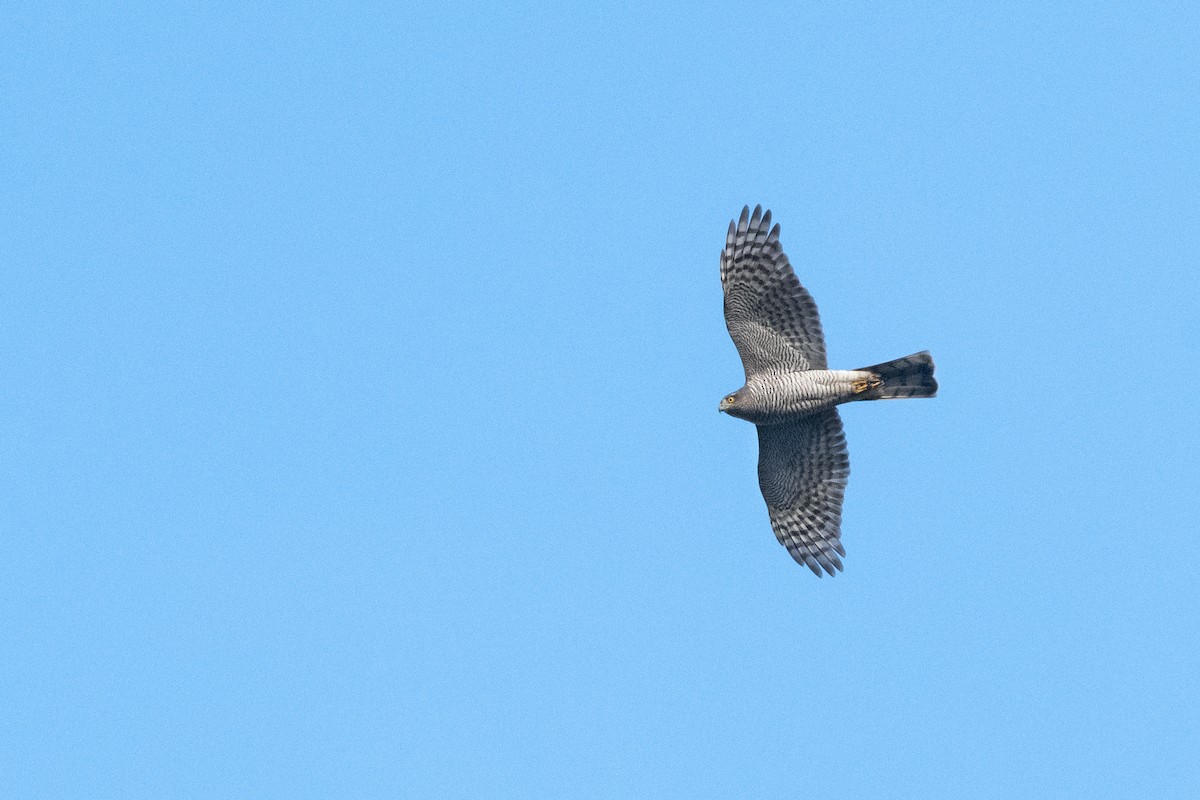 Eurasian Sparrowhawk - ML377792931