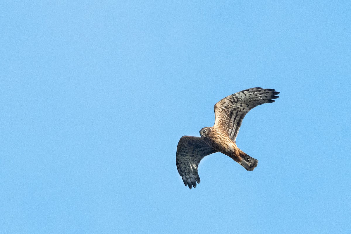 Hen Harrier - ML377792991